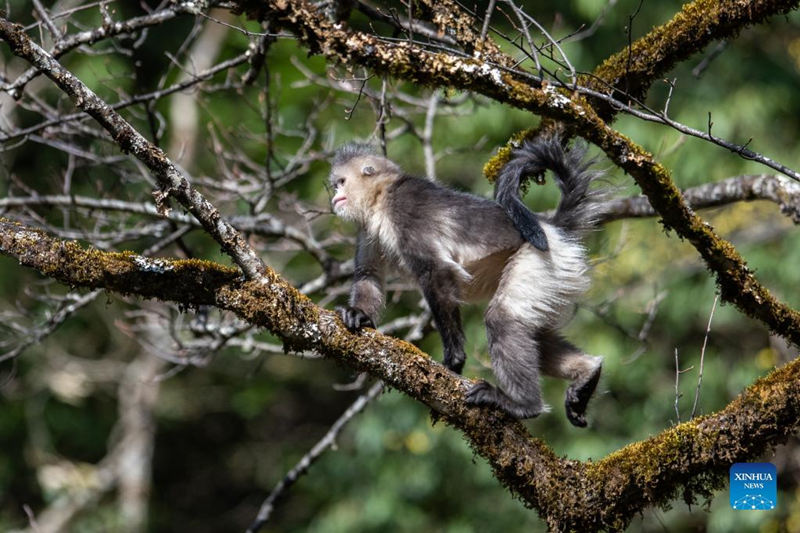 Aumenta la población de monos de pelo dorado de Yunnan