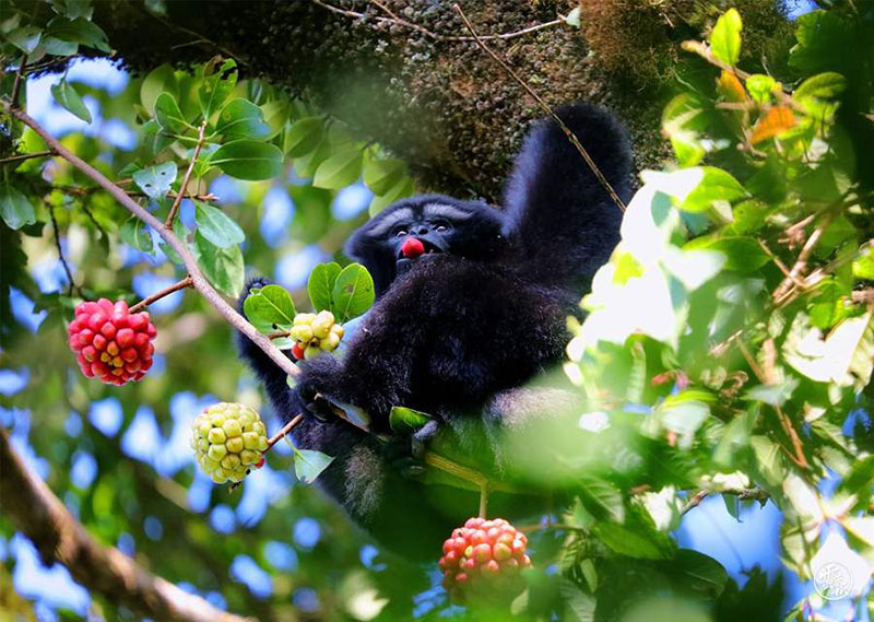 Un gibón hoolock Skywalker en un bosque en Yunnan. (Foto de archivo de Xinhua)