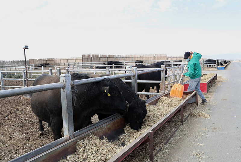 La cría inteligente de ganado impulsa la vitalización rural en Xinjiang