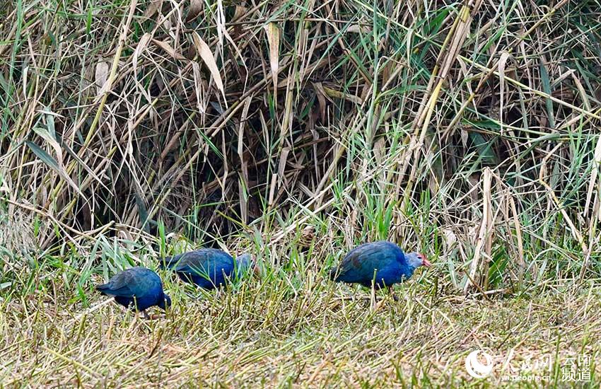 Bandada de gallinuelas púrpuras de pantano es avistada en Yunnan