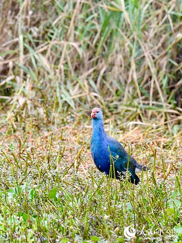 Bandada de gallinuelas púrpuras de pantano es avistada en Yunnan