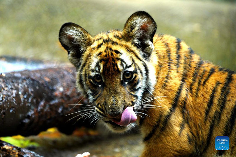 Tigre del sur de China del zoológico de Shanghai, 11 de octubre del 2021.  (Foto: Xinhua/ Zhang Jiansong)