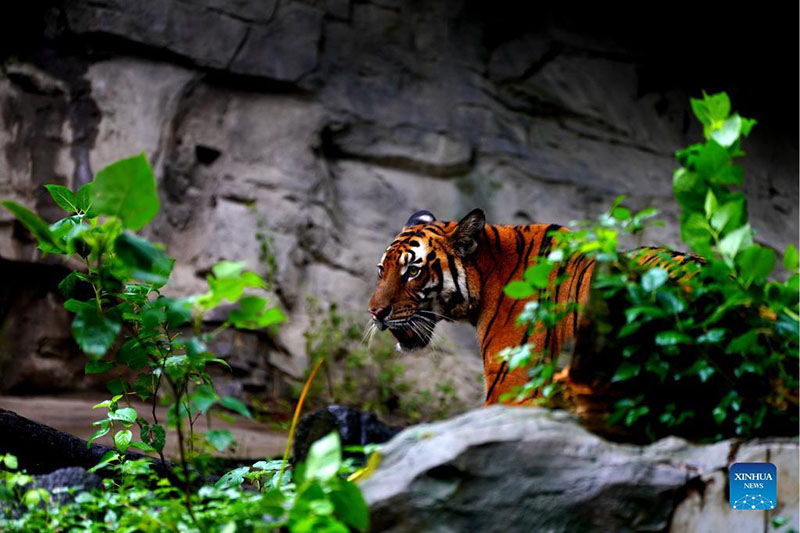 Tigre del sur de China del zoológico de Shanghai, 11 de octubre del 2021.  (Foto: Xinhua/ Zhang Jiansong)