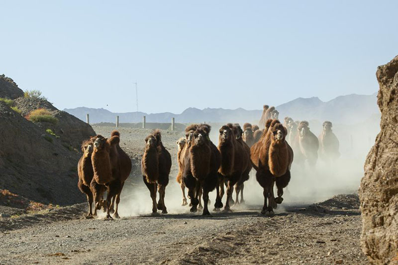 Imagen de numerosos camellos durante la migración. [Foto de Zhou Xin / para chinadaily.com.cn]