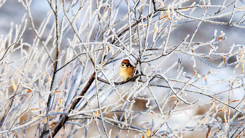 El valle del río Ergune registra su primera escarcha de esta temporada