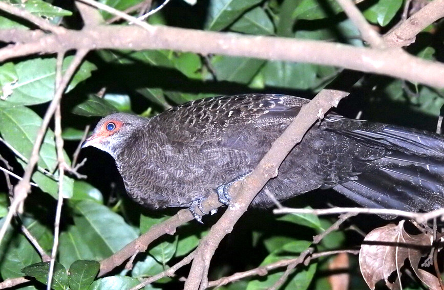 Pavo real de Hainan, ave en peligro de extinción que pertenece a la familia de faisanes Phasianidae. (Foto: Pueblo en Línea/ Fu Jianling)