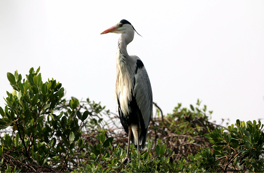 Garza gris descansando en la naturaleza. (Pueblo en Línea/ Feng Erhui)