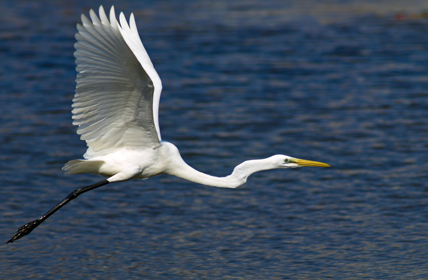 Ardea alba volando sobre un lago. (Foto: Pueblo en Línea/ Zheng Meihua)