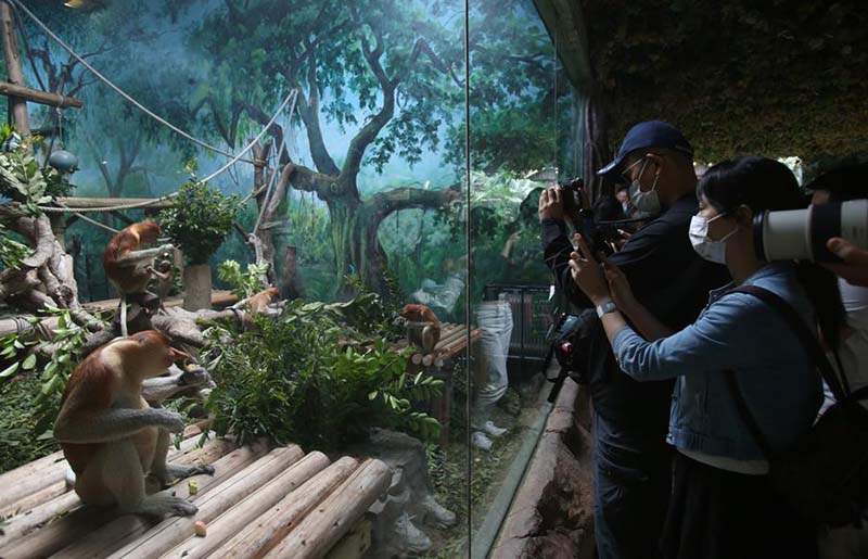 Los visitantes observan a los monos narigudos en el Parque Safari Chimelong en Guangzhou, provincia de Guangdong. [Foto de Zheng Erqi / chinadaily.com.cn]