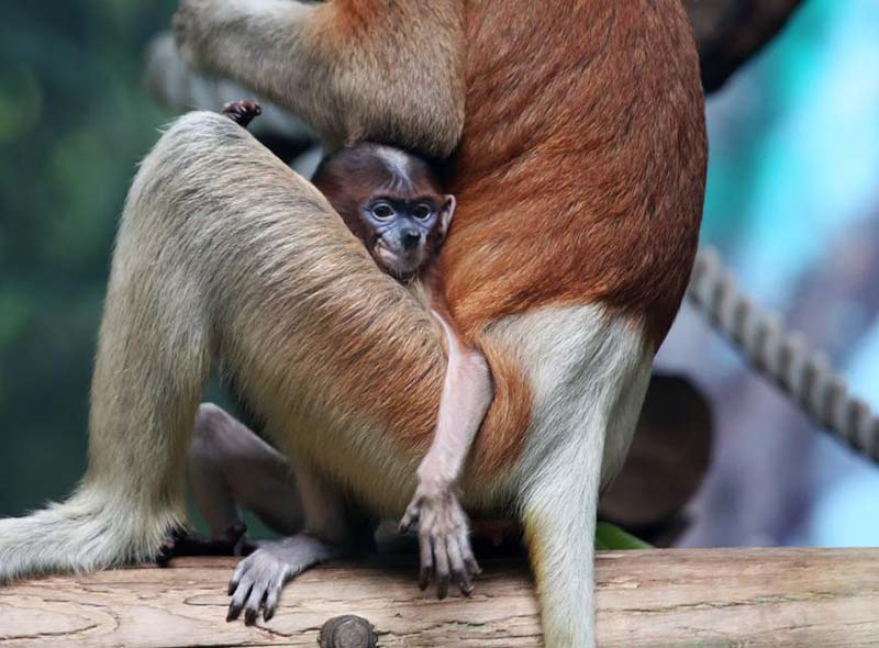 Monos narigudos en el Parque Safari Chimelong en Guangzhou, provincia de Guangdong. [Foto de Zheng Erqi / chinadaily.com.cn]