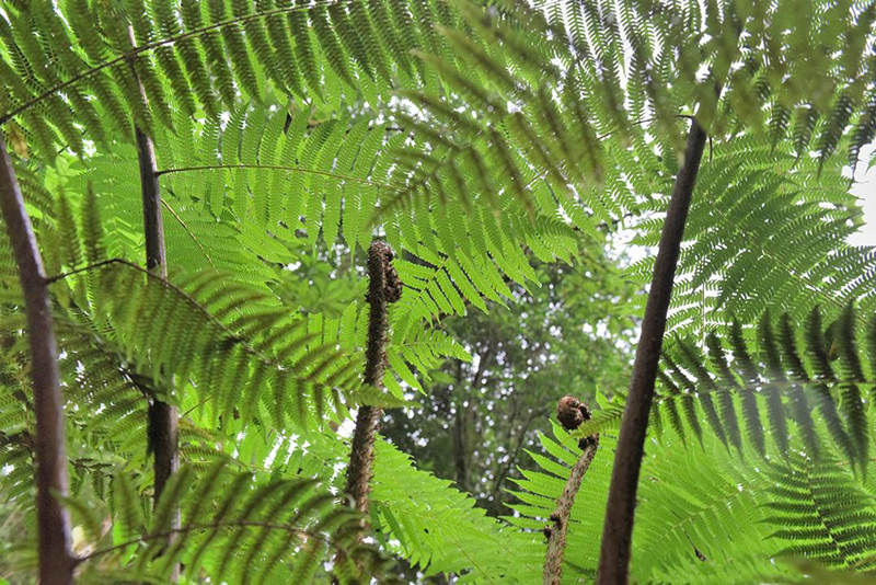 Localizan centenares de árboles "fósiles vivientes" en Yunnan