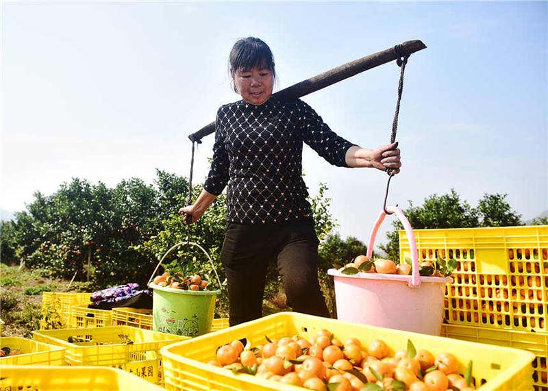 Agricultores cosechan la naranja dulce en Hunan