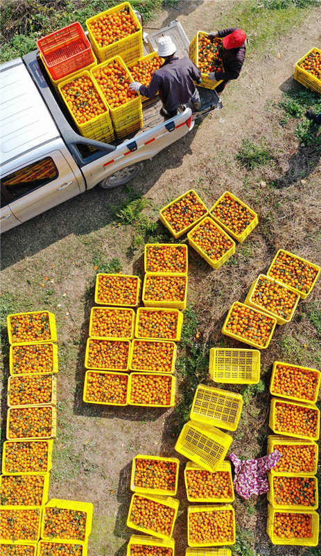 Agricultores cosechan la naranja dulce en Hunan