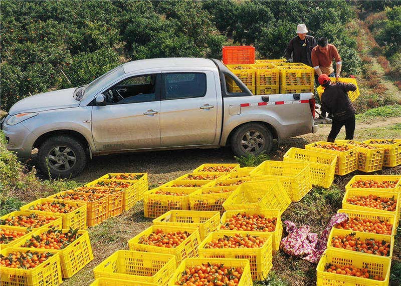 Agricultores cosechan la naranja dulce en Hunan