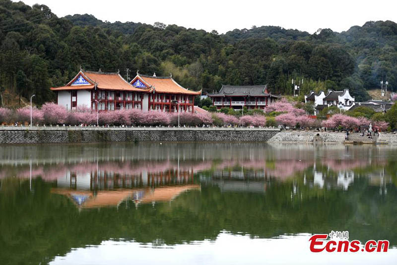 Ciruelos florecen en un antiguo templo de Fuzhou