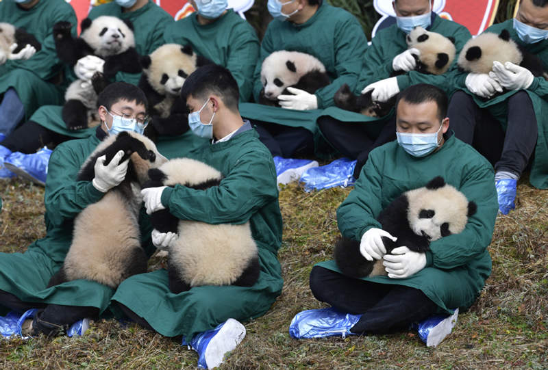 Los pandas gigantes nacidos en 2021 dan la bienvenida al Festival de Primavera