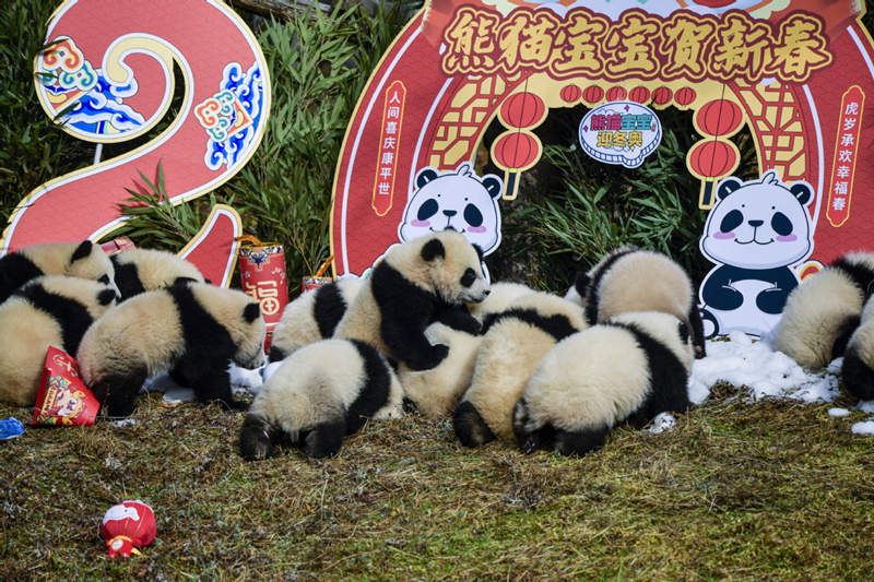 Los pandas gigantes nacidos en 2021 dan la bienvenida al Festival de Primavera