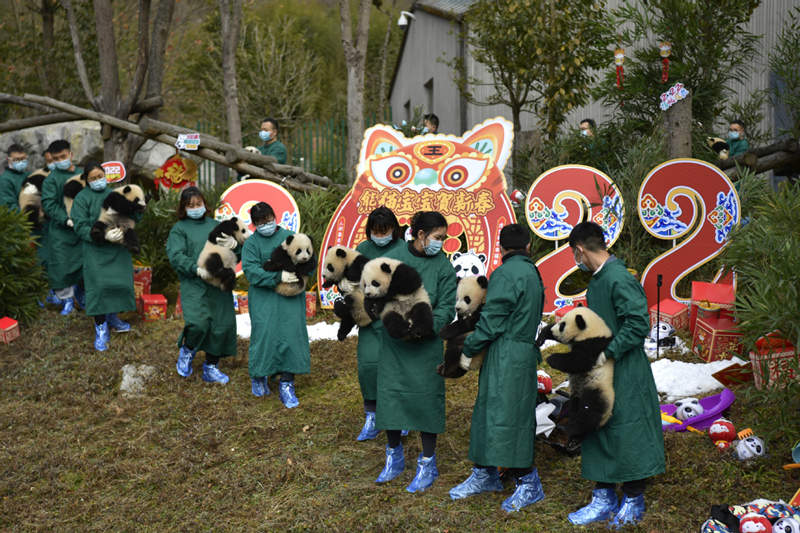 Los pandas gigantes nacidos en 2021 dan la bienvenida al Festival de Primavera