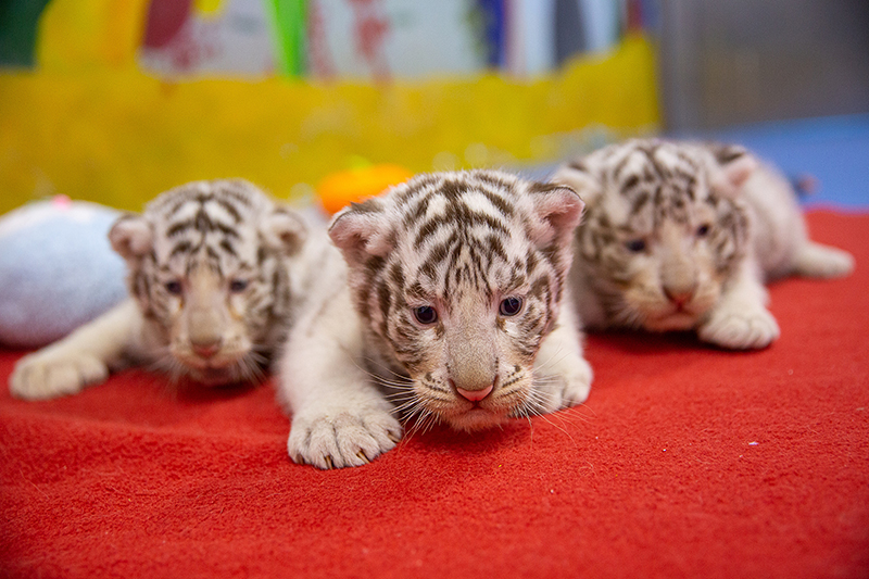 Tres crías de tigre ofrecen un ambiente festivo al A?o Nuevo Chino del tigre