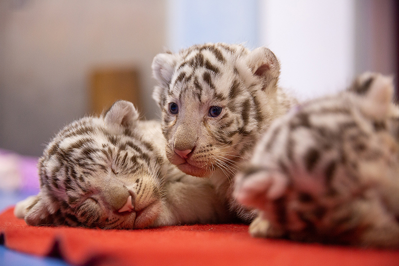 Tres crías de tigre ofrecen un ambiente festivo al A?o Nuevo Chino del tigre