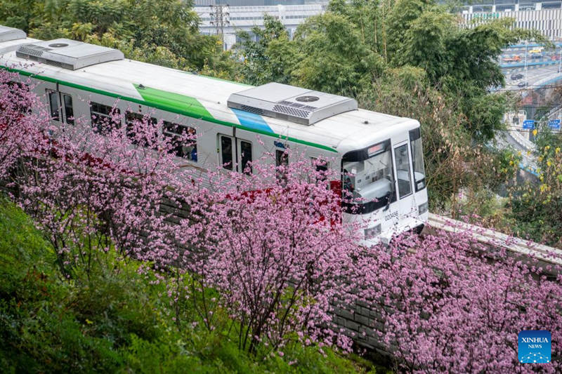 Florecen los árboles a lo largo de la famosa estación de tren Liziba de Chongqing