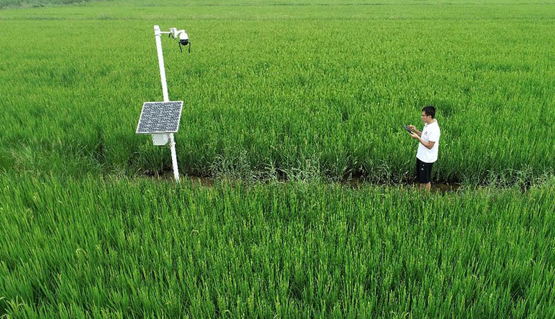 Un técnico aprende el cultivo inteligente del arroz en Chenzhuang, Dongying, provincia de Shandong. (Foto: Zhou Guangxue/ Pueblo en Línea)