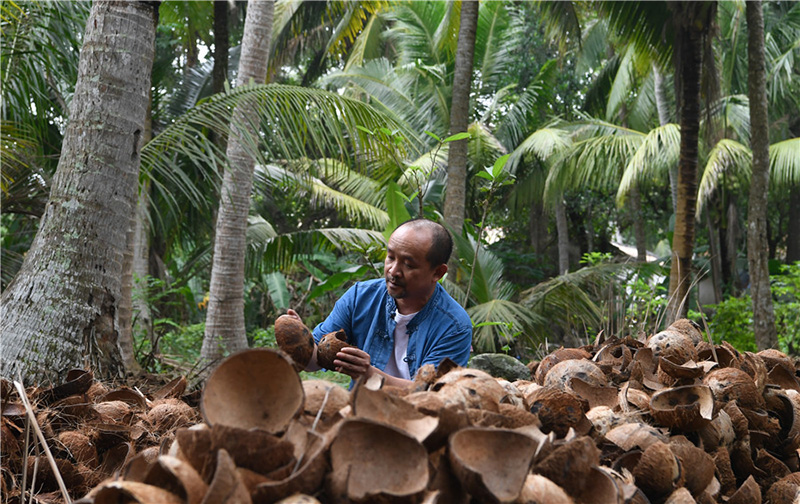 Zhang Bidi elige cáscaras de coco en la ciudad de Wenchang, provincia de Hainan, en el sur de China, el 18 de febrero de 2022. [Foto: Xinhua]