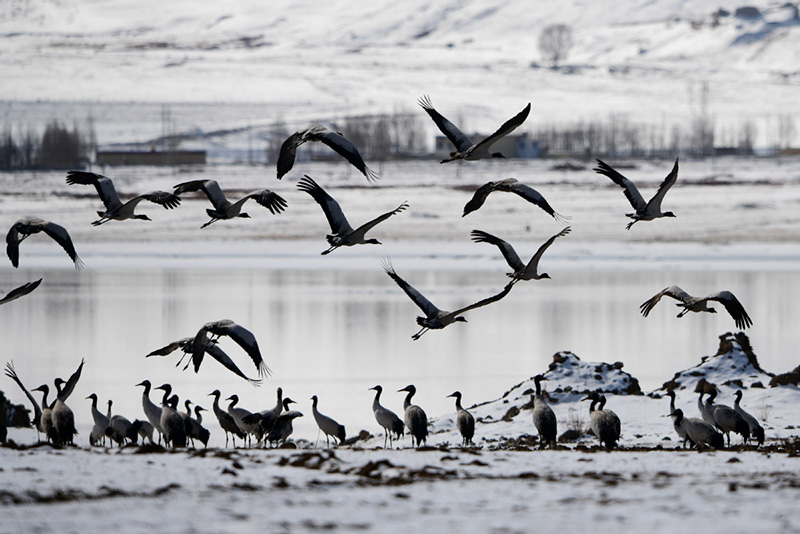 Cada a?o, miles de grullas de cuello negro pasan el invierno en el condado Lhundrub, región autónoma del Tíbet. [Foto: Jiang Feibo/ China Daily]