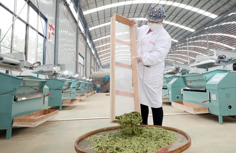 Comienza la cosecha de té de primavera en Guangxi