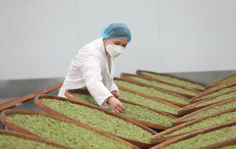 Comienza la cosecha de té de primavera en Guangxi