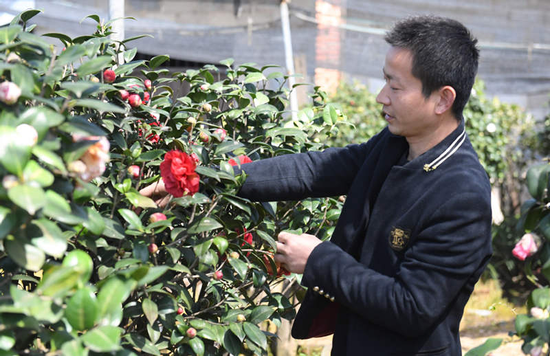 Las camelias allanan el camino para la prosperidad