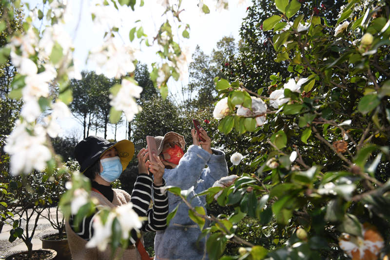 Las camelias allanan el camino para la prosperidad