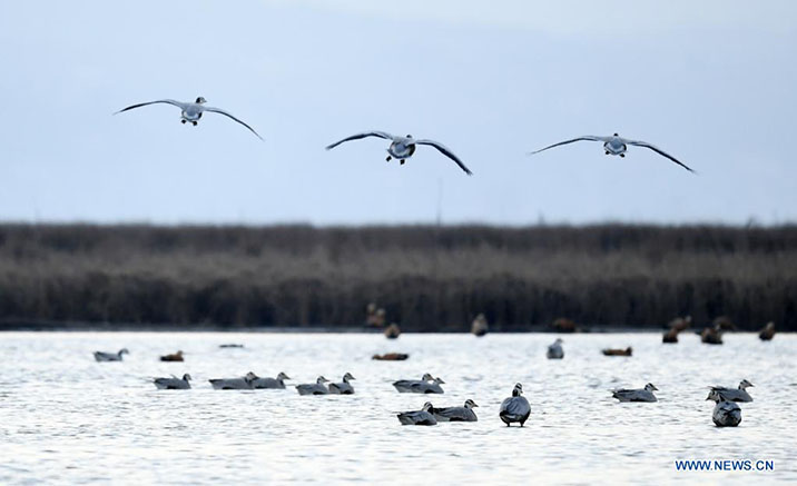 Grullas de cuello negro vuelan en el cielo en la Reserva Natural Nacional de Caohai, en el distrito autónomo de las etnias yi, hui y miao de Weining, en la provincia de Guizhou, en el suroeste de China, el 8 de marzo de 2022. (Xinhua/Deng Gang)