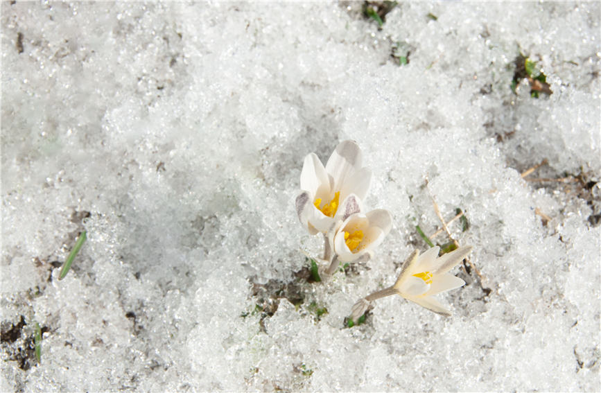 Los lirios silvestres anuncian la llegada de la primavera en Xinjiang