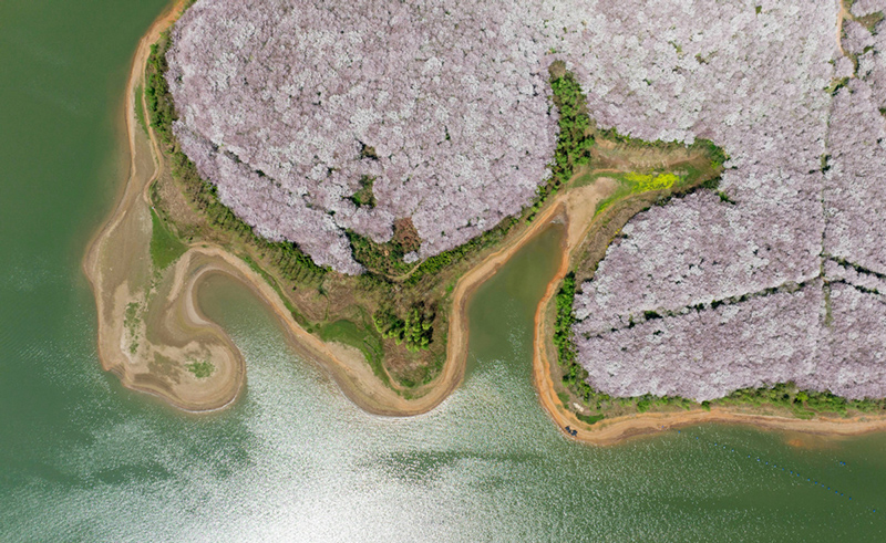 Turistas disfrutan de las flores en el jardín de los cerezos de Guian, provincia de Guizhou. [Foto: Deng Gang/ proporcionada a chinadaily.com.cn]