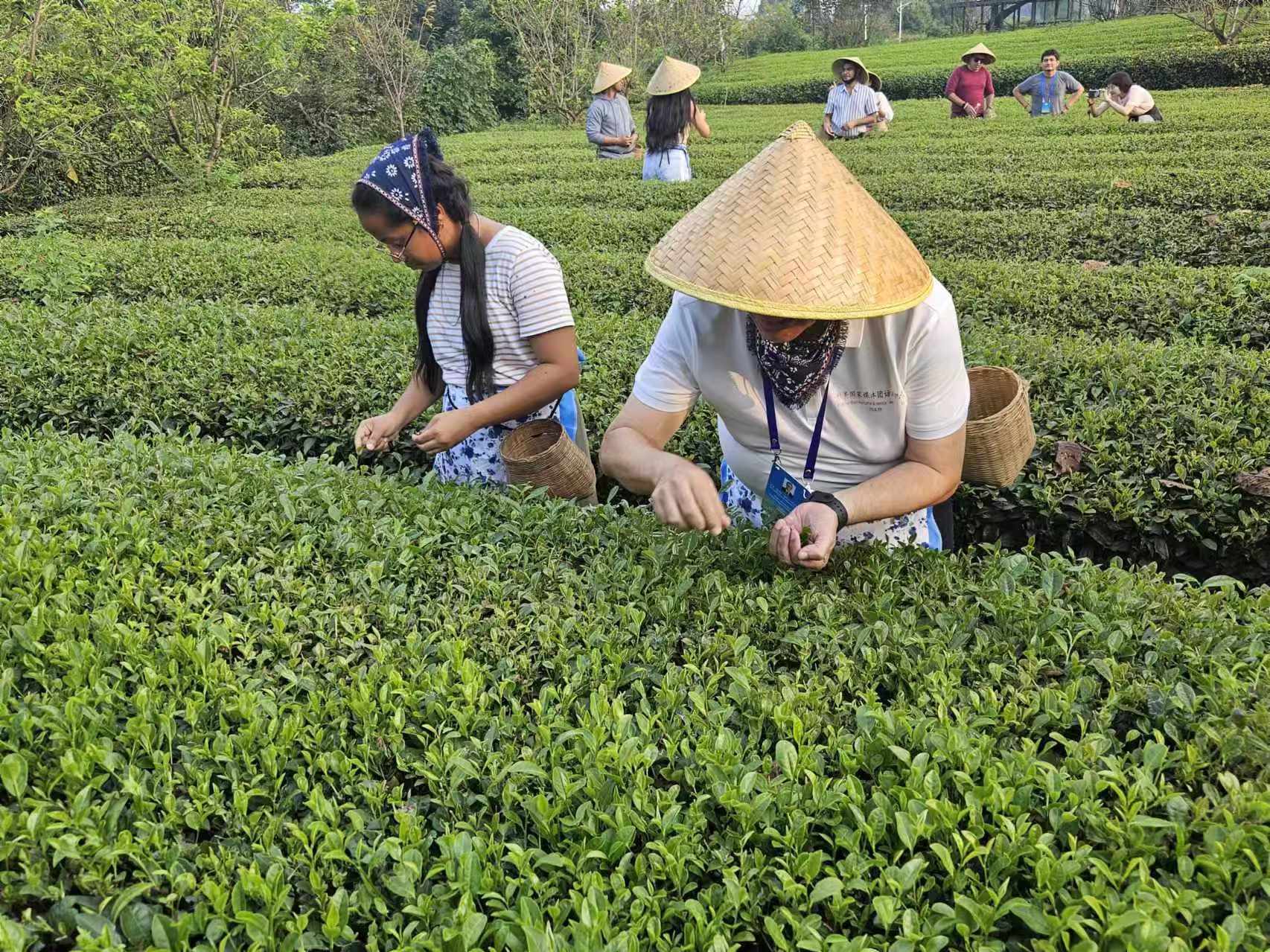 Gozan de la cultura de té en el 