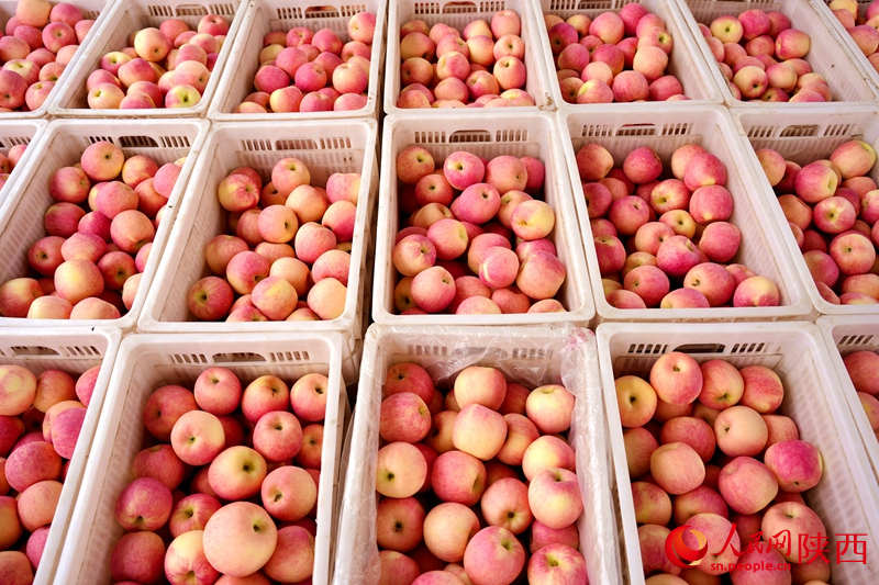 La moderna fruticultura china logra una abundante cosecha de manzanas en Shaanxi