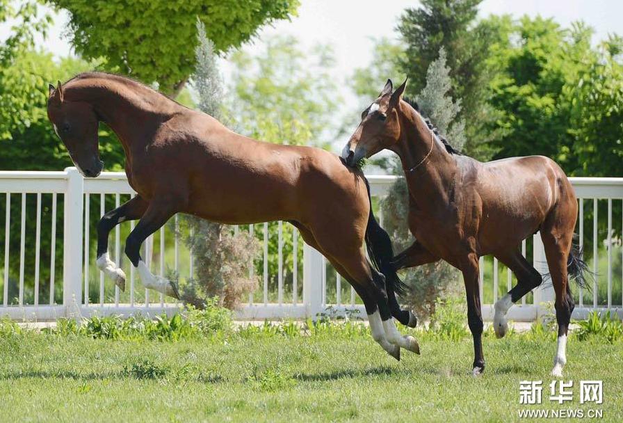 Imágenes de un caballo Fergana